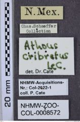 Etiketten zu Athous cribratus (NHMW-ZOO-COL-0008572)